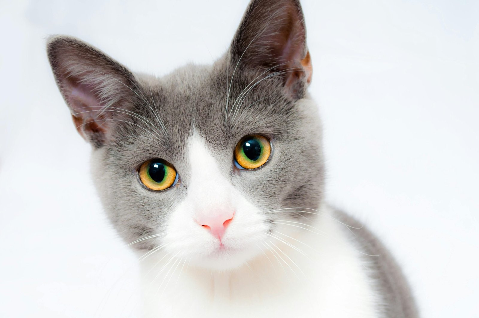 Cat at risk of permethrin toxicity from dog flea products