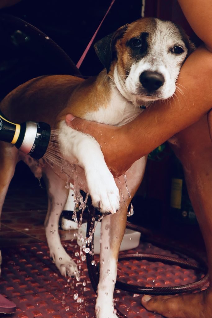 Hand holding and washing dog