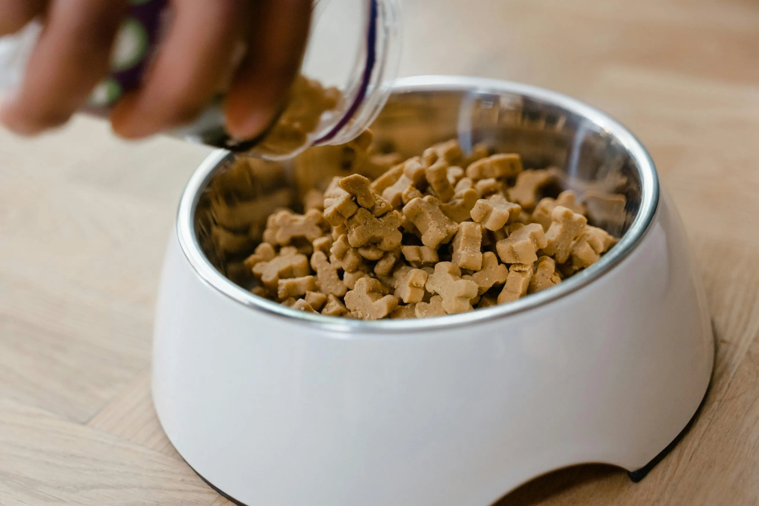 Owner should avoid giving high-fat treats to a dog with pancreatitis