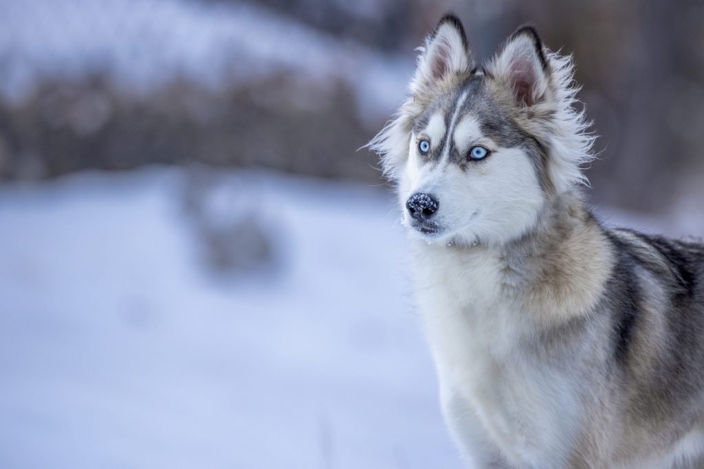 Keeping Dogs Safe When They Are Outside in Cold Weather