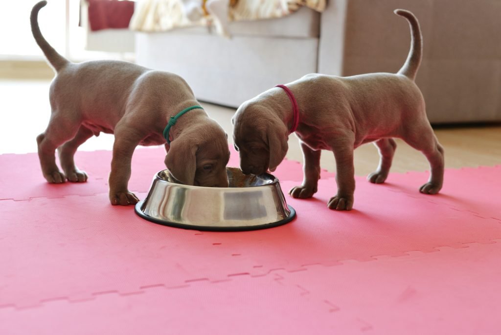 Puppy Food for Healthy Growth: Vet-Ranked Top 5 Picks