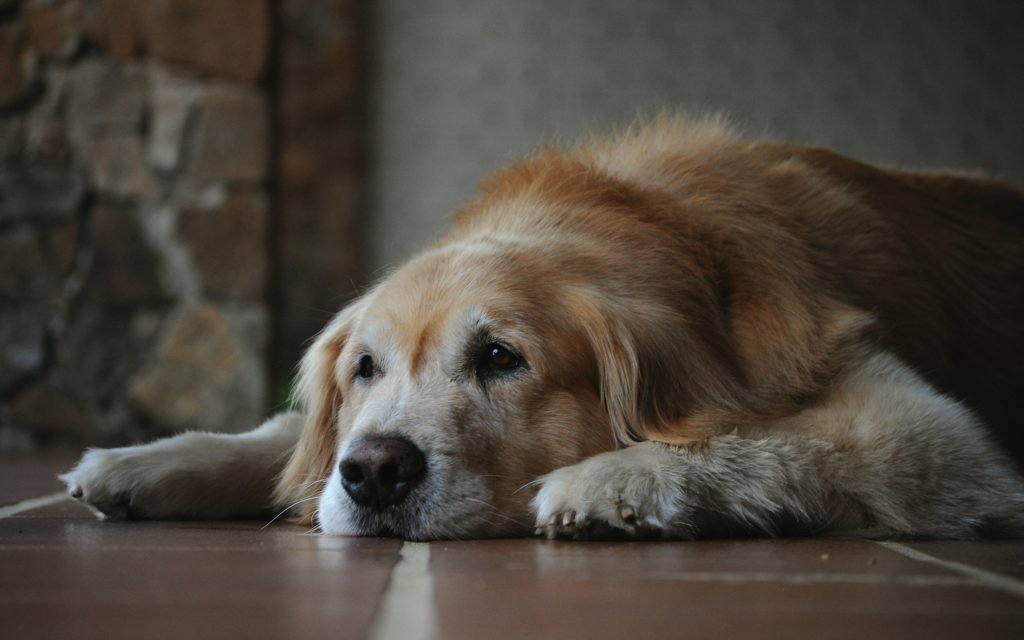 Arthritis in Dogs Early Signs and Treatment Options Guide