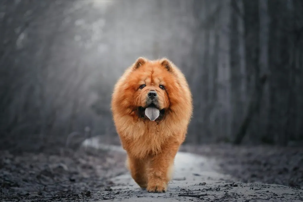 Signs Your Dog Is Becoming a Senior and What Vets See Early