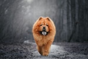 Signs Your Dog Is Becoming a Senior and What Vets See Early