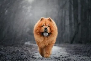Signs Your Dog Is Becoming a Senior and What Vets See Early