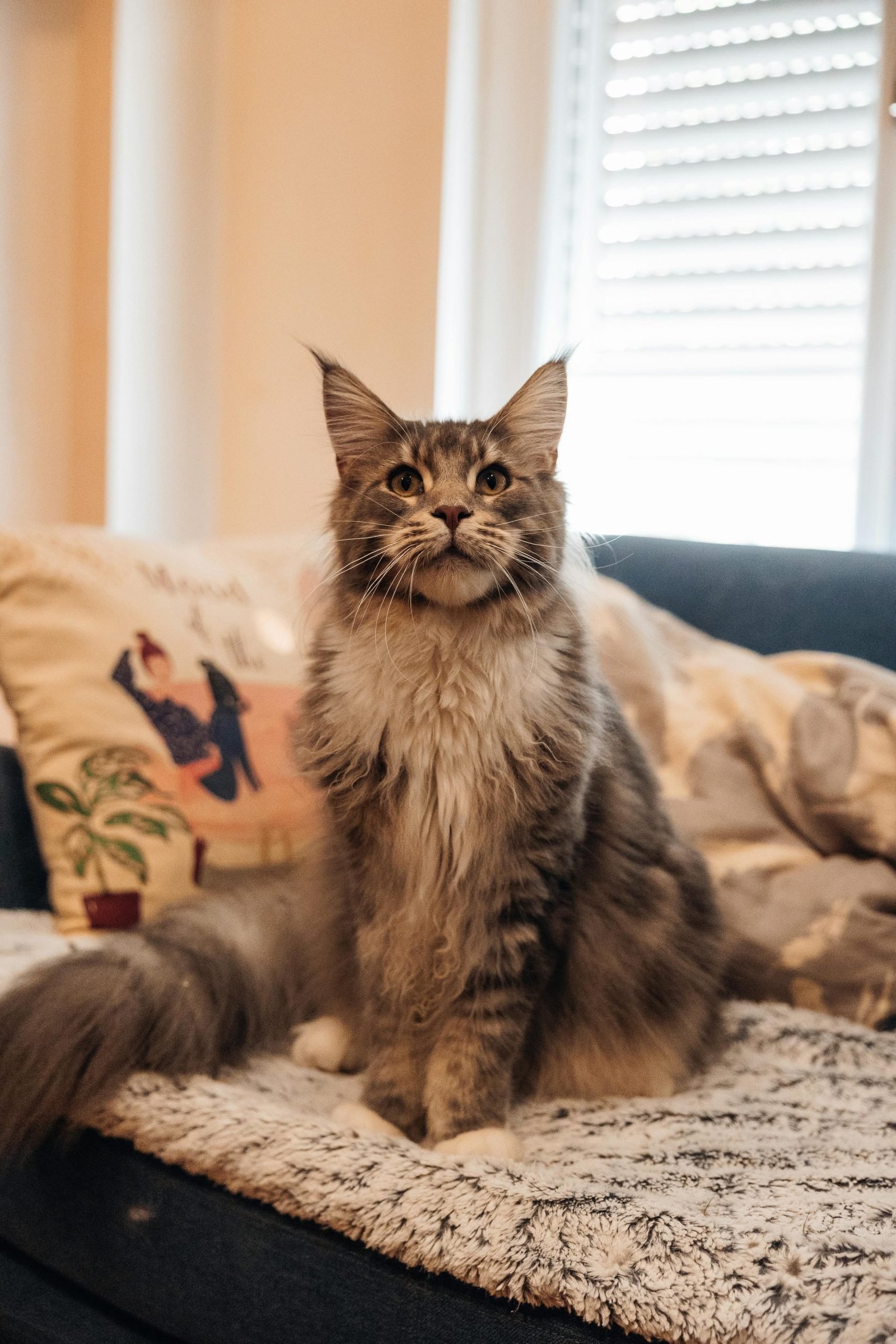 Majestic maine coon cat on cozy sofa