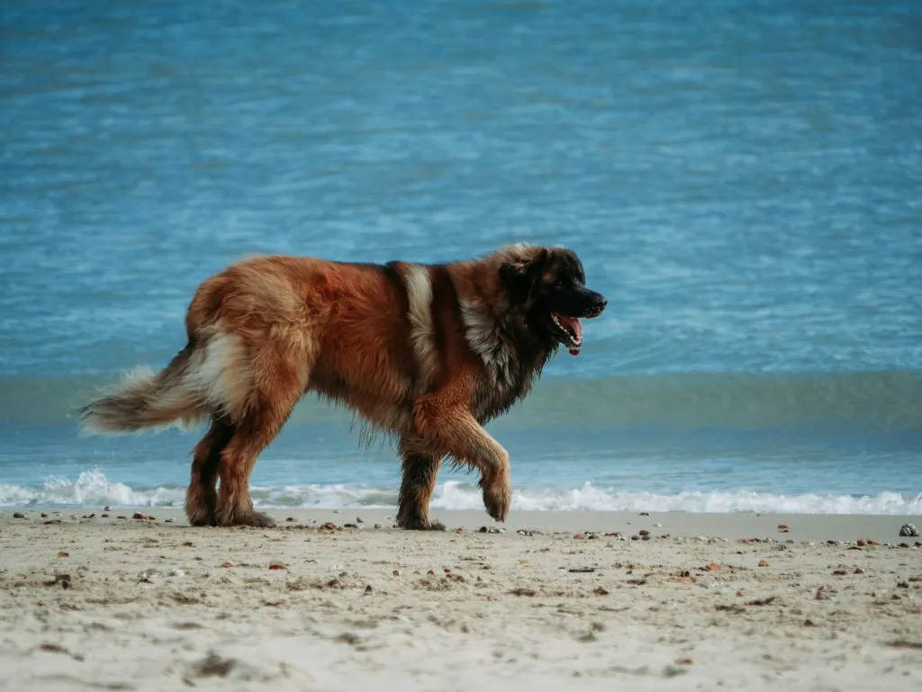 Signs Your Dog Is Becoming a Senior and What Vets See Early