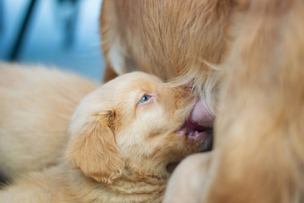 Nova Scotia Duck Tolling Retriever puppy drinking with mom