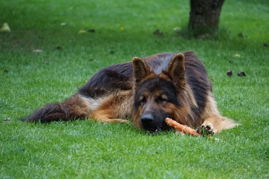old german, pet, german, shepherd dog, meadow, animal, happy, dog, domestic animal, chew, snack, portrait