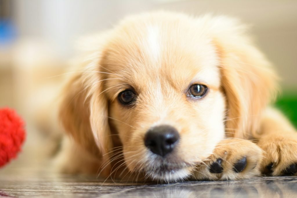 Common Puppy Illnesses Every Owner Should Recognize Early
