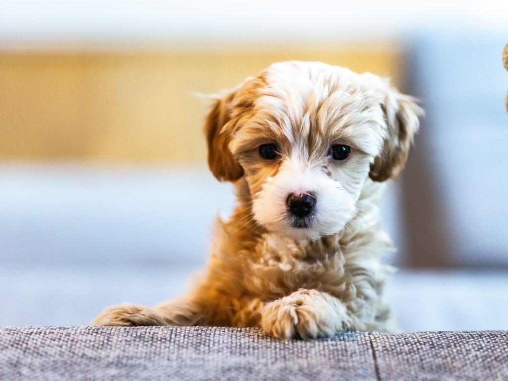 Common Puppy Illnesses Every Owner Should Recognize Early