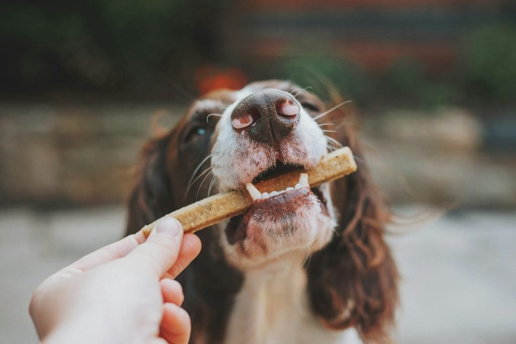 Best Dog Dental Chews