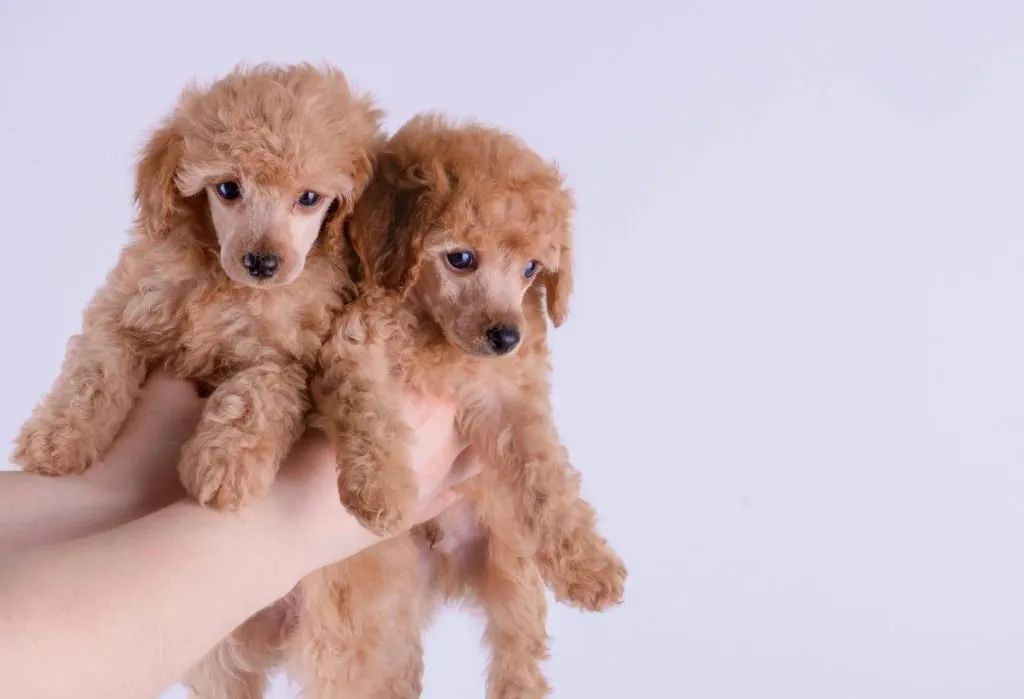 Puppy Food for Healthy Growth: Top 5 Picks