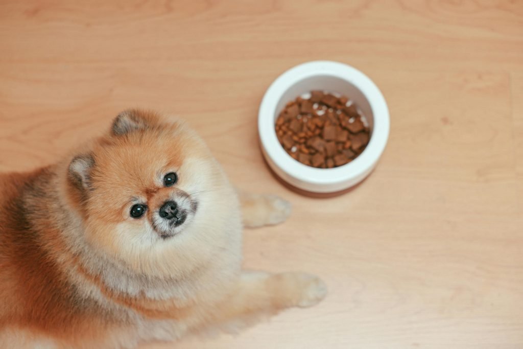 Grain-Free Dog Food: Is It Dangerous or Safe?