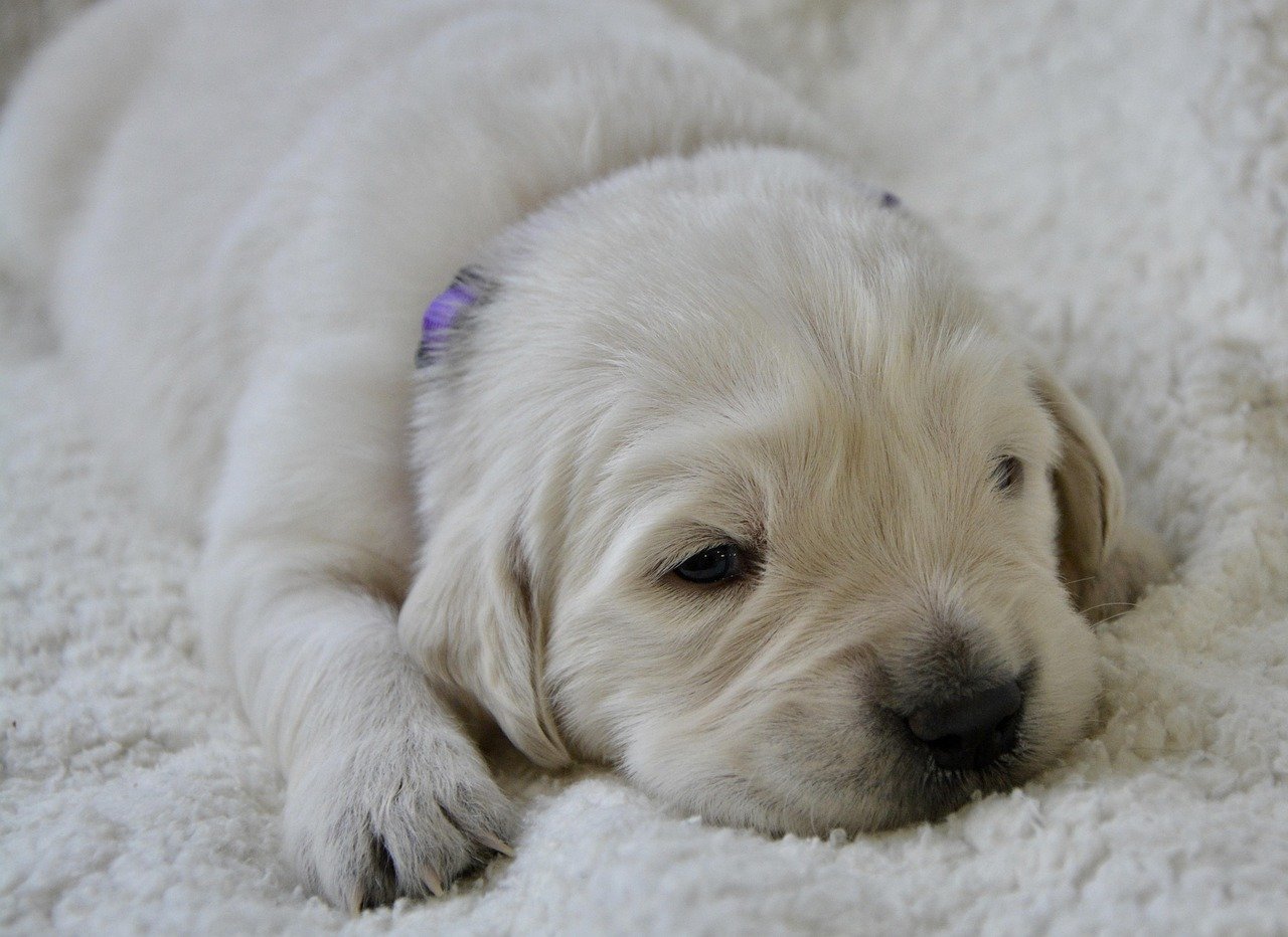puppy, golden retriever puppy, puppy female violet, animal, portrait, nature, baby, cute, mammal, puppy three weeks
