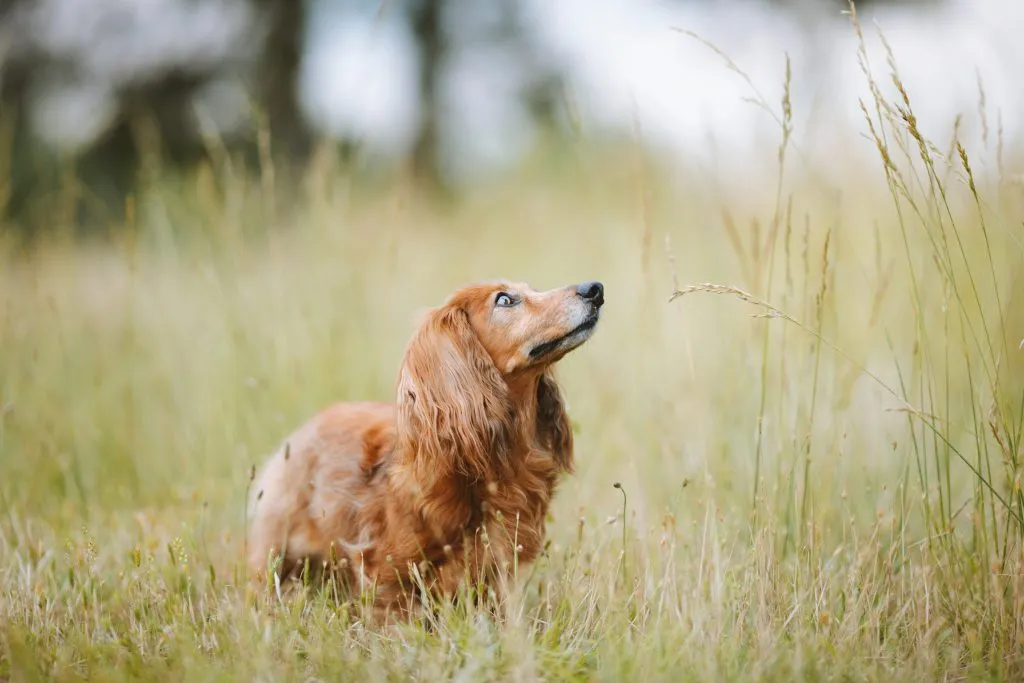 Dog being evaluated for high bile acids in dogs
