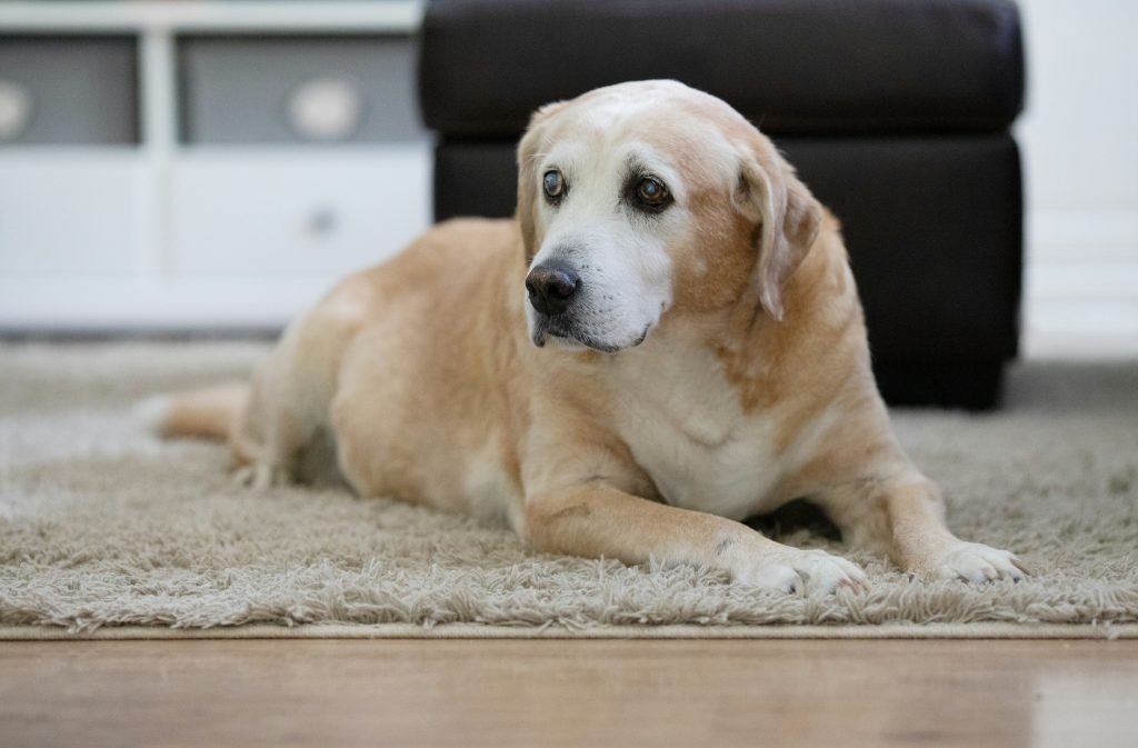 Arthritis in Dogs Early Signs and Treatment Options Guide