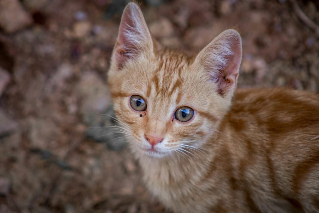 Shallow focus photo of a brown cat