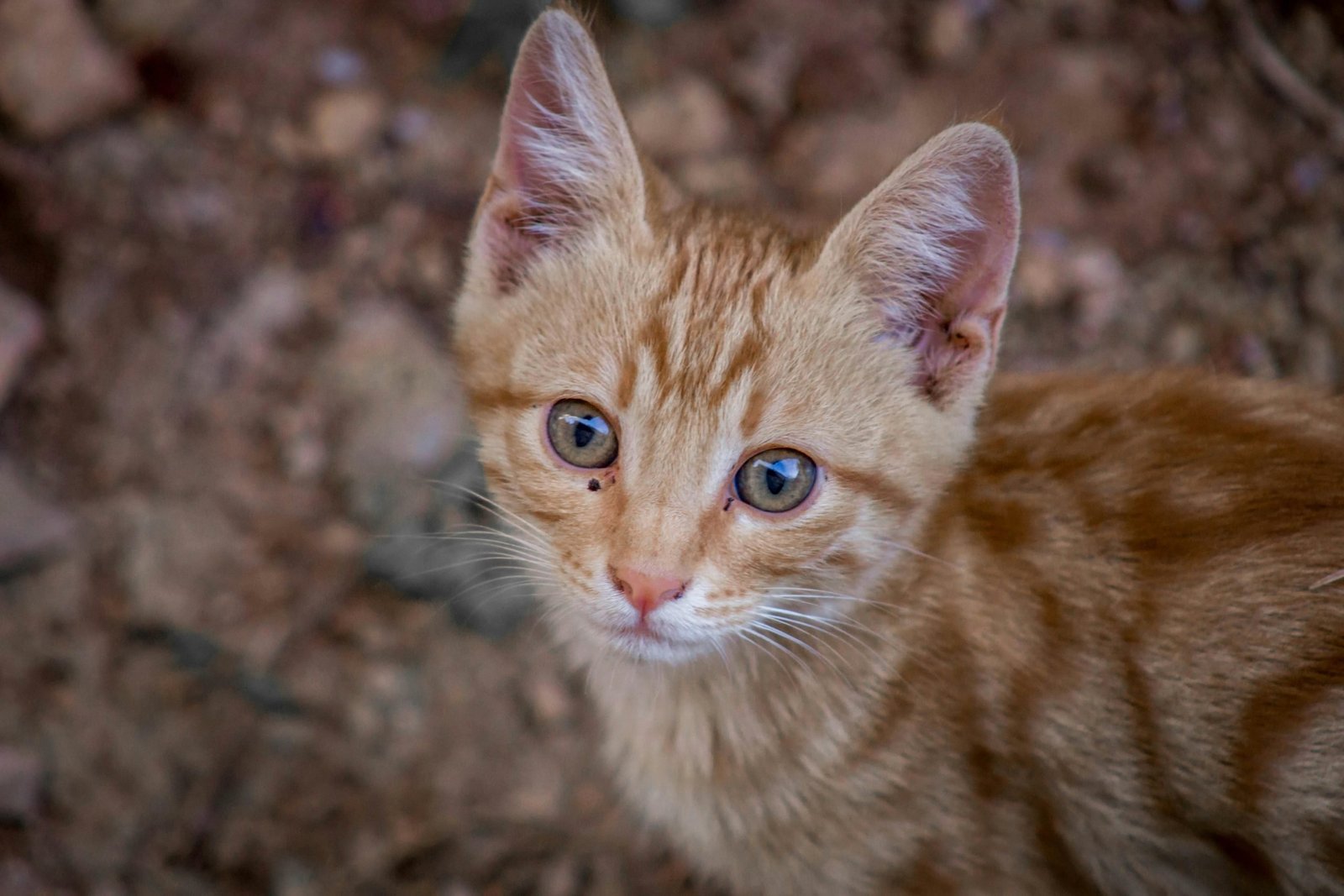 hyperthyroidism in cats senior cat with high T4 signs