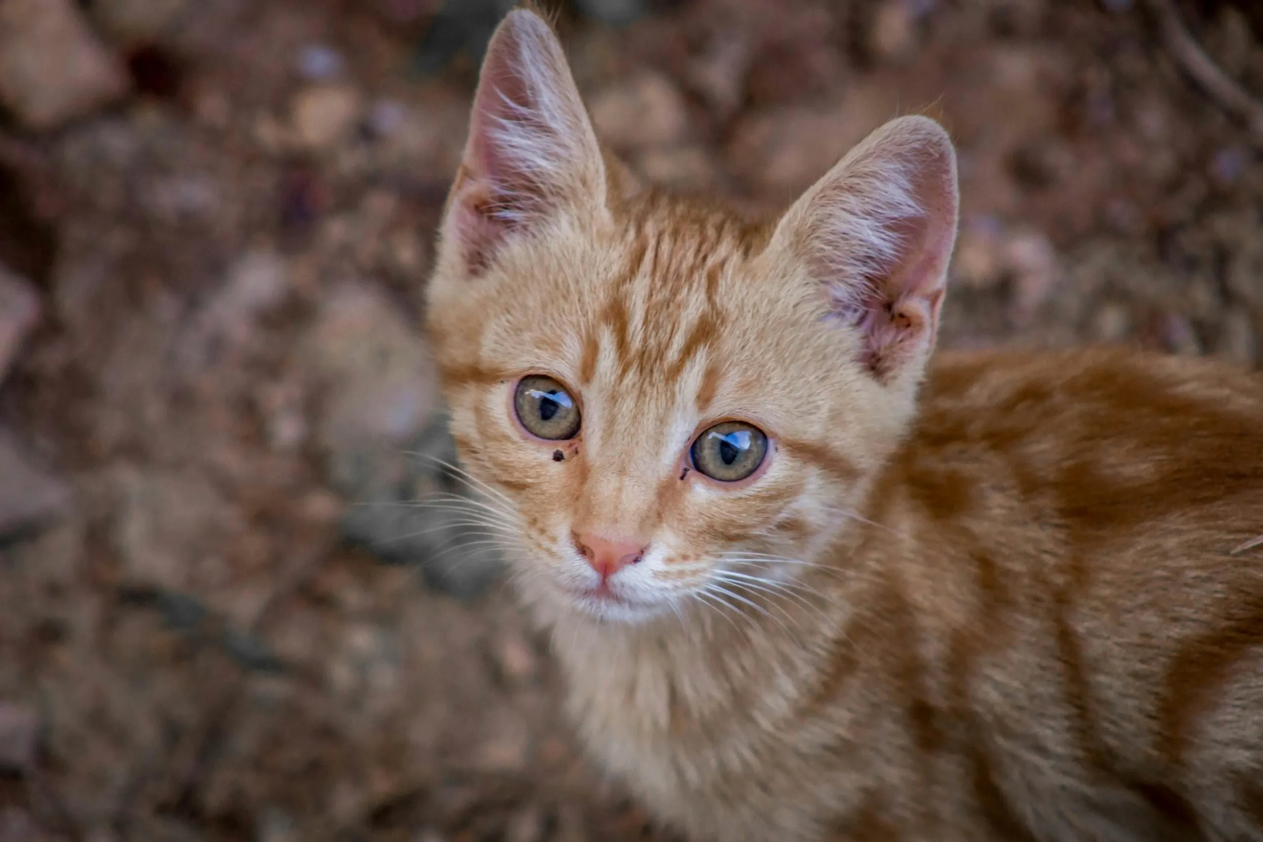 Senior cat, monitored closely for dangerous kidney numbers in cats