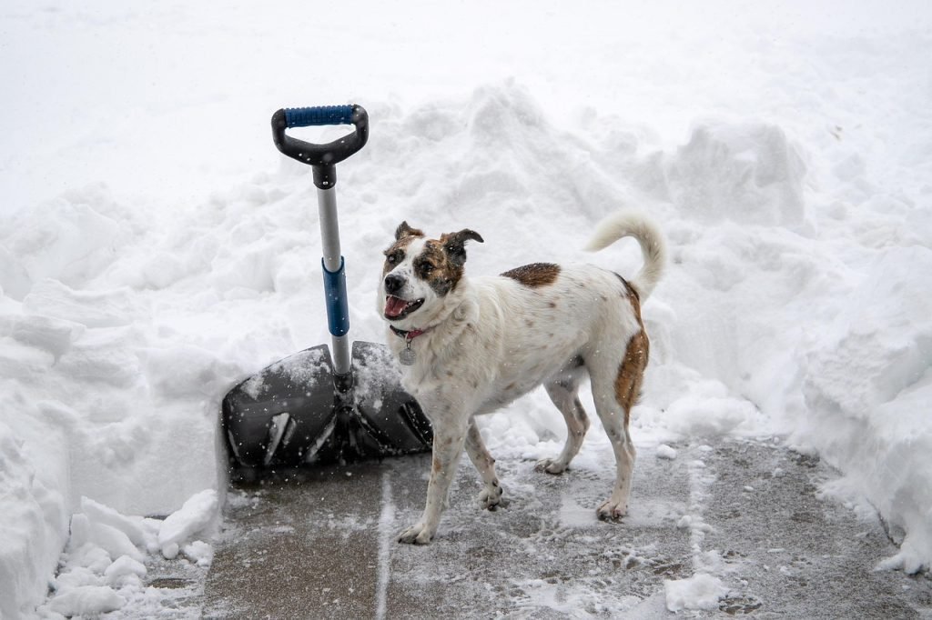 snow shovel, nature, dog, snow, patio, digging out, canine, animal, pet, cute