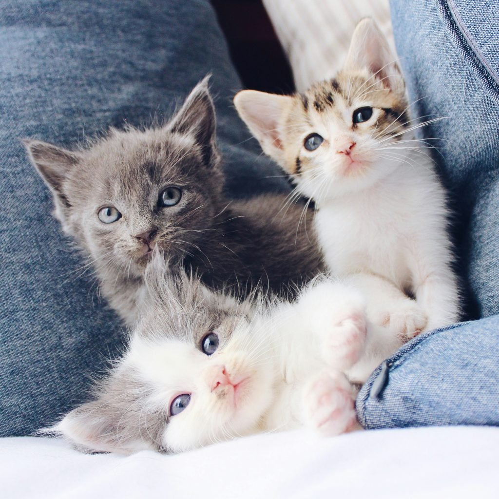 Three kittens of different colors and coats cuddled together