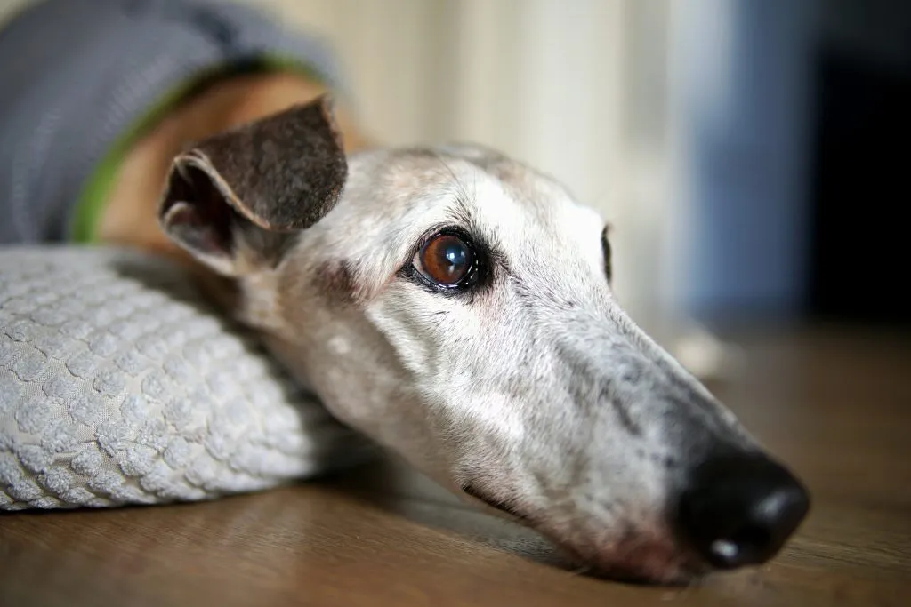 Signs Your Dog Is Becoming a Senior and What Vets See Early
