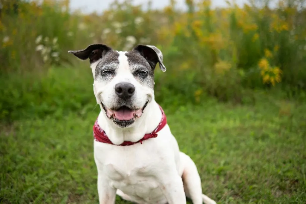 Arthritis in Dogs Early Signs and Treatment Options Guide