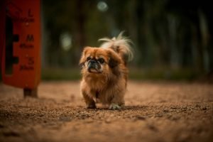 liver supplements for dogs