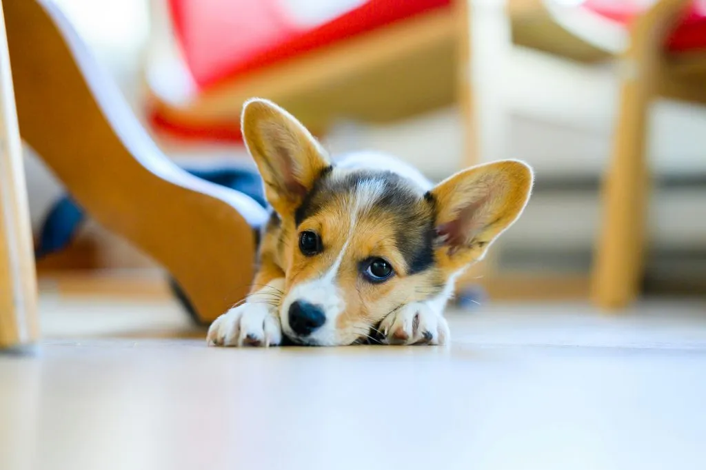 Common Puppy Illnesses Every Owner Should Recognize Early
