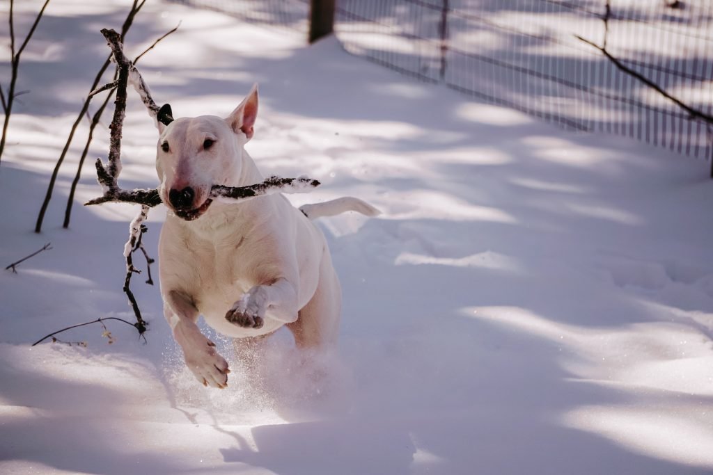 Keeping Dogs Safe When They Are Outside in Cold Weather
