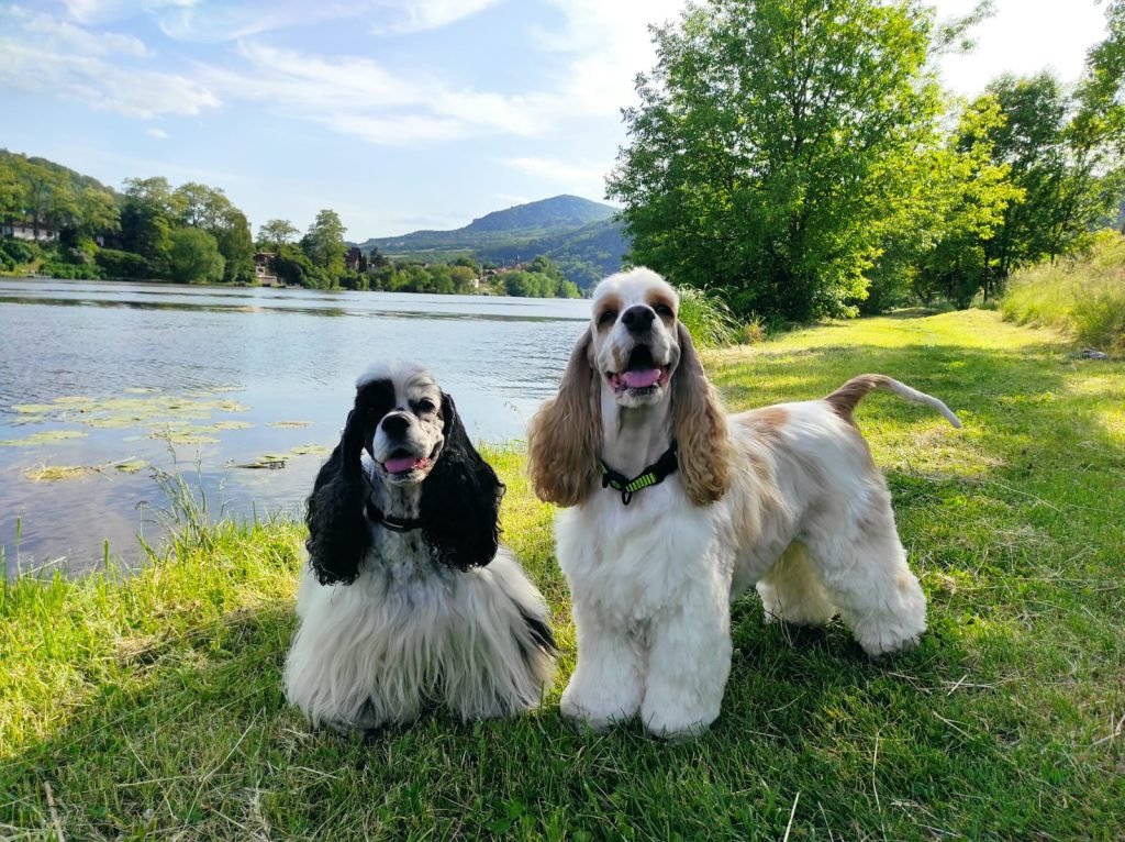High CBC in Dogs: What Complete Blood Count Means for Your Dog’s Health