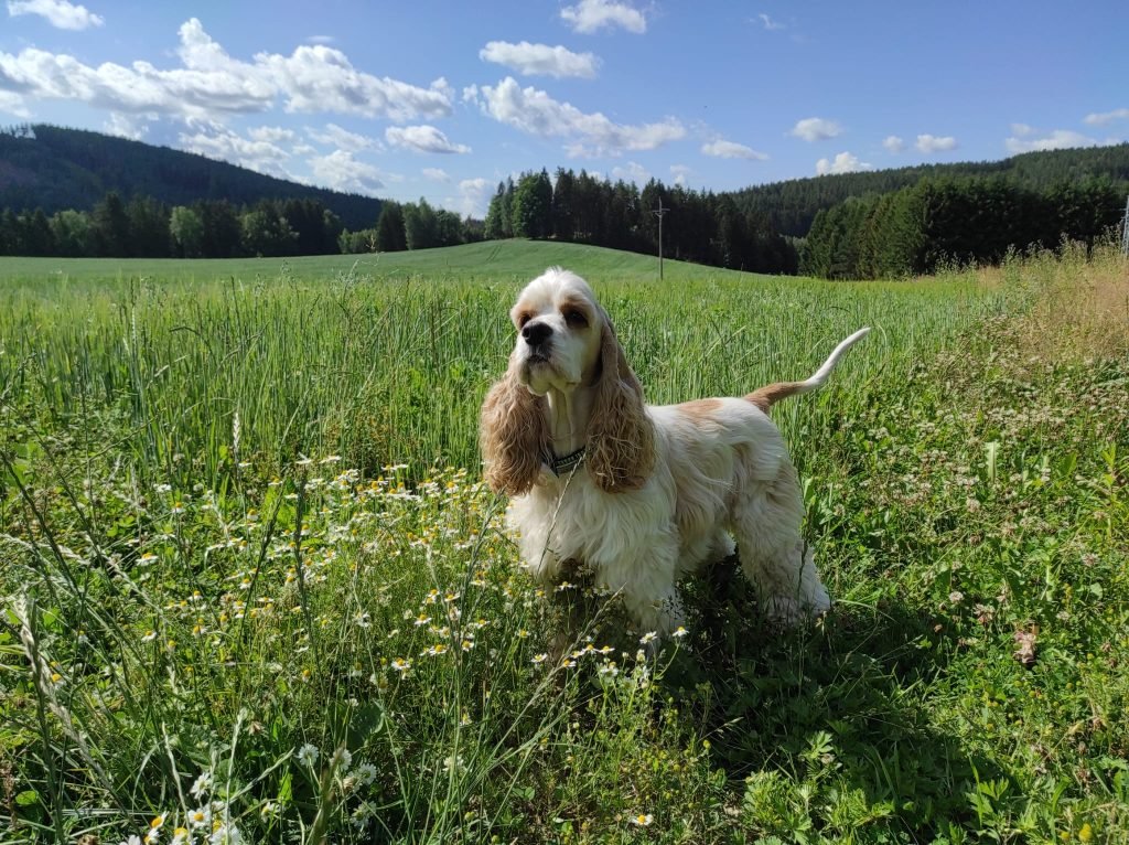Dangerous CBC Numbers in Dogs: When Bloodwork Is Serious