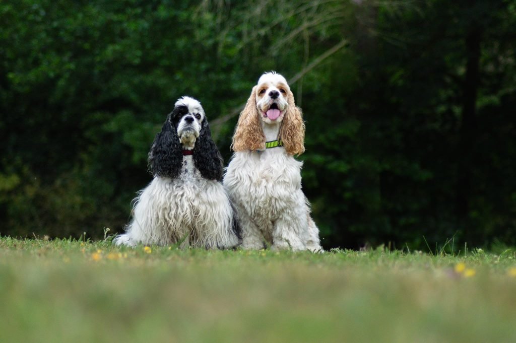 Dog CBC Blood Test Explained: Understanding Every Result in Context