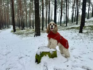 SDMA in Dogs: What This Early Kidney Marker Means for Your Dog