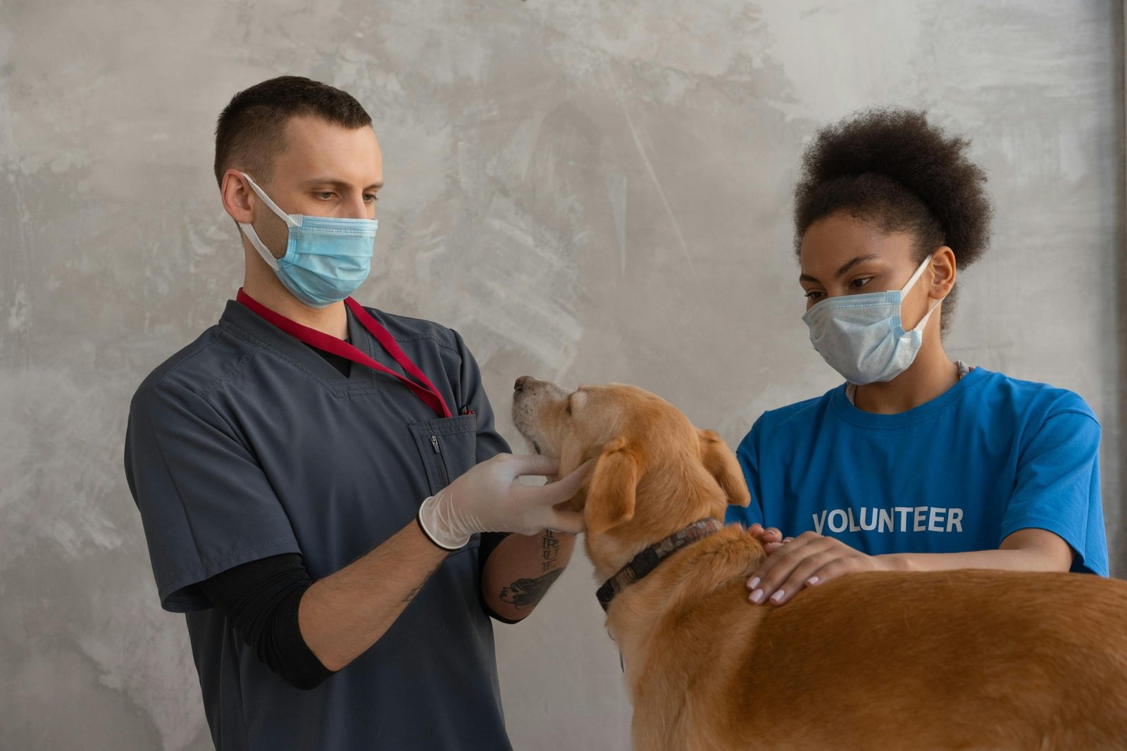 Dog having a veterinary checkup, part of confirming low thyroid in dogs