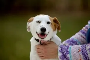 a-person-holding-a-dog-in-their-arms-stockpack-unsplash