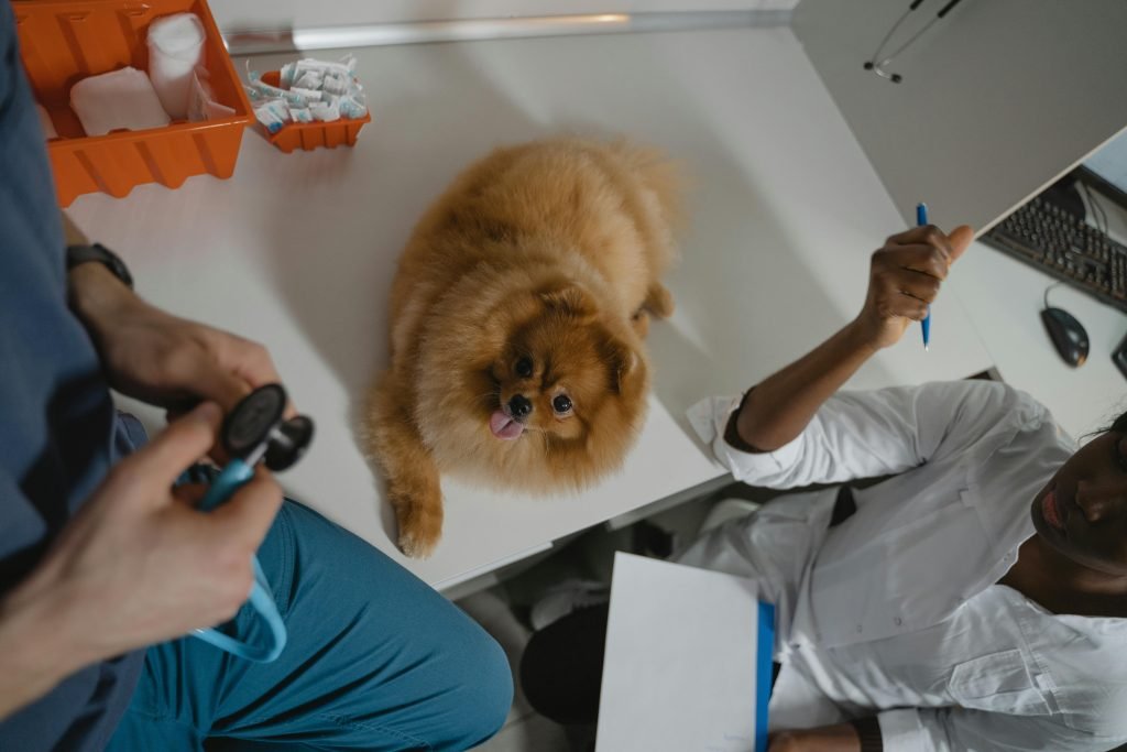 A pomeranian over the diagnostic table inside a clinic