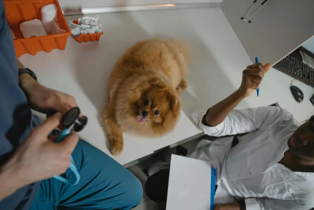 A pomeranian over the diagnostic table inside a clinic