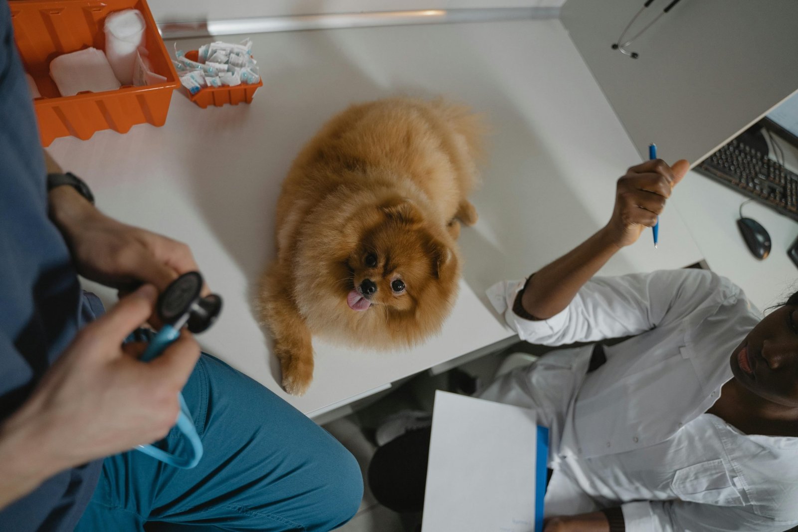 A dog at a veterinary clinic, relevant to diagnosing a food allergy