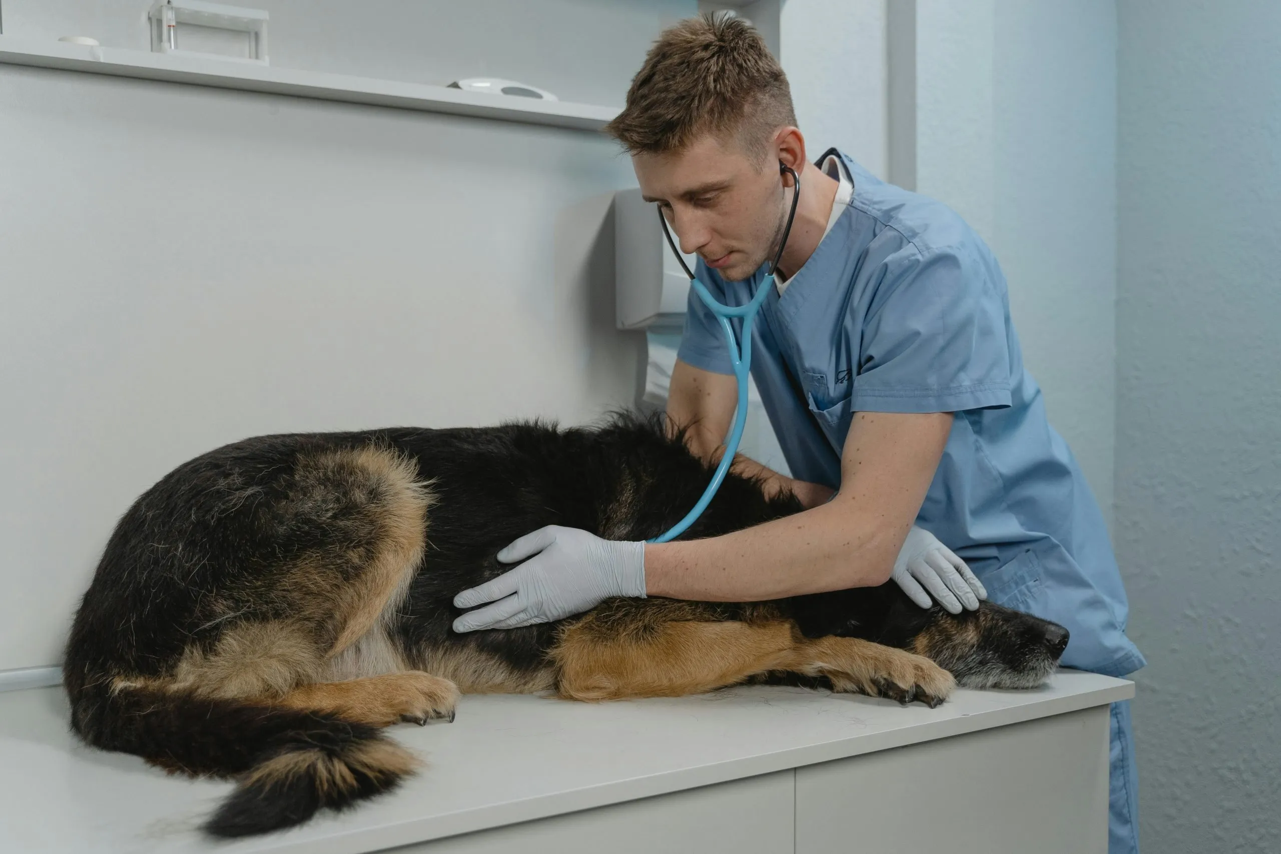 Veterinarian listening to a coughing dog with a stethoscope
