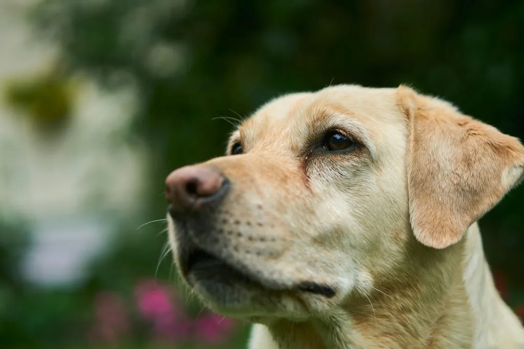 Adult labrador retriever