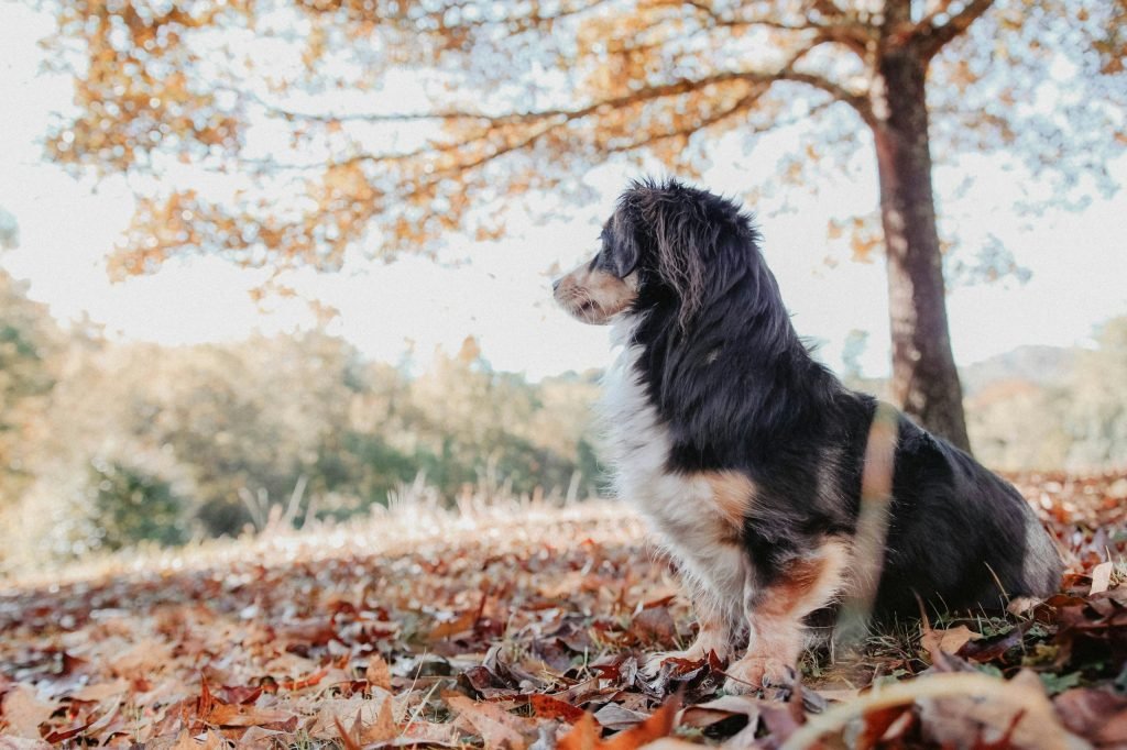 Autumn Dog