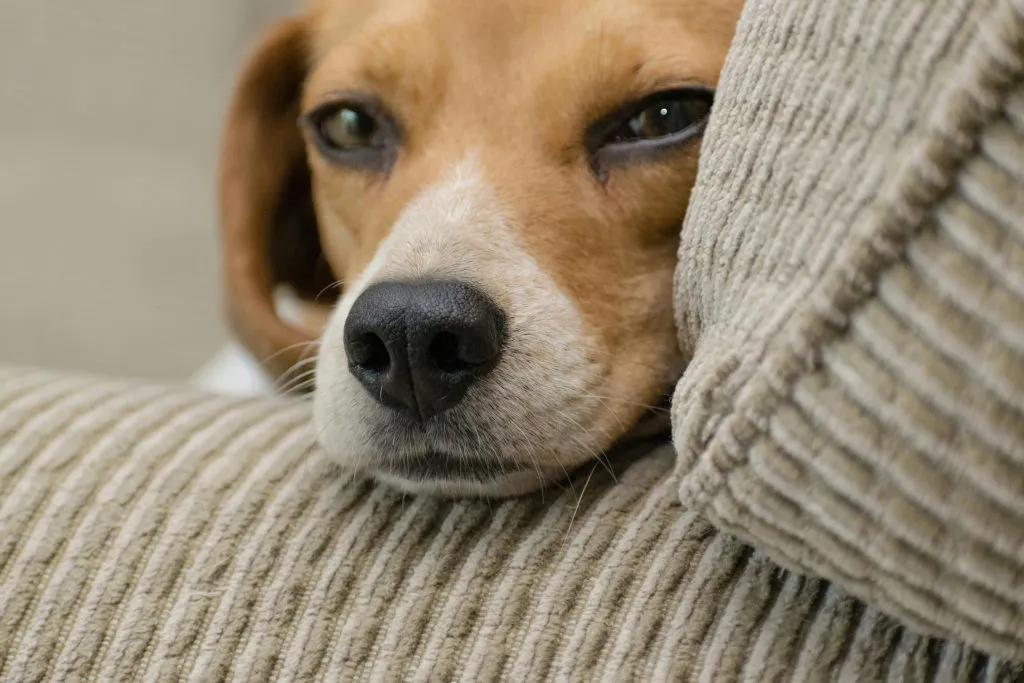 Close up photo of beagle resting head on armrest