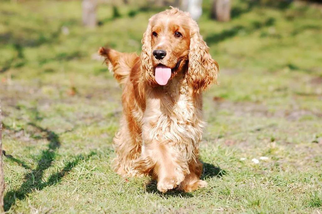 Cocker spaniel resting outdoors