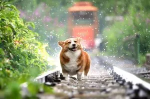 corgi, dog, pet, canine, rain, animal, nature, fur, snout, mammal, dog portrait, animal world