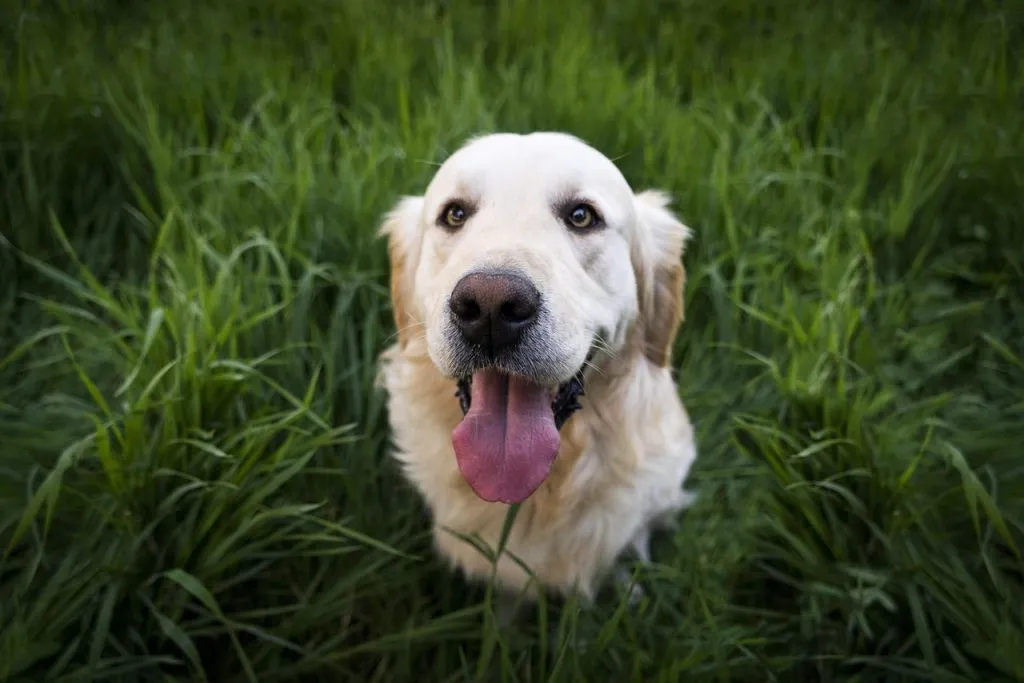 low albumin in dogs veterinary lab results