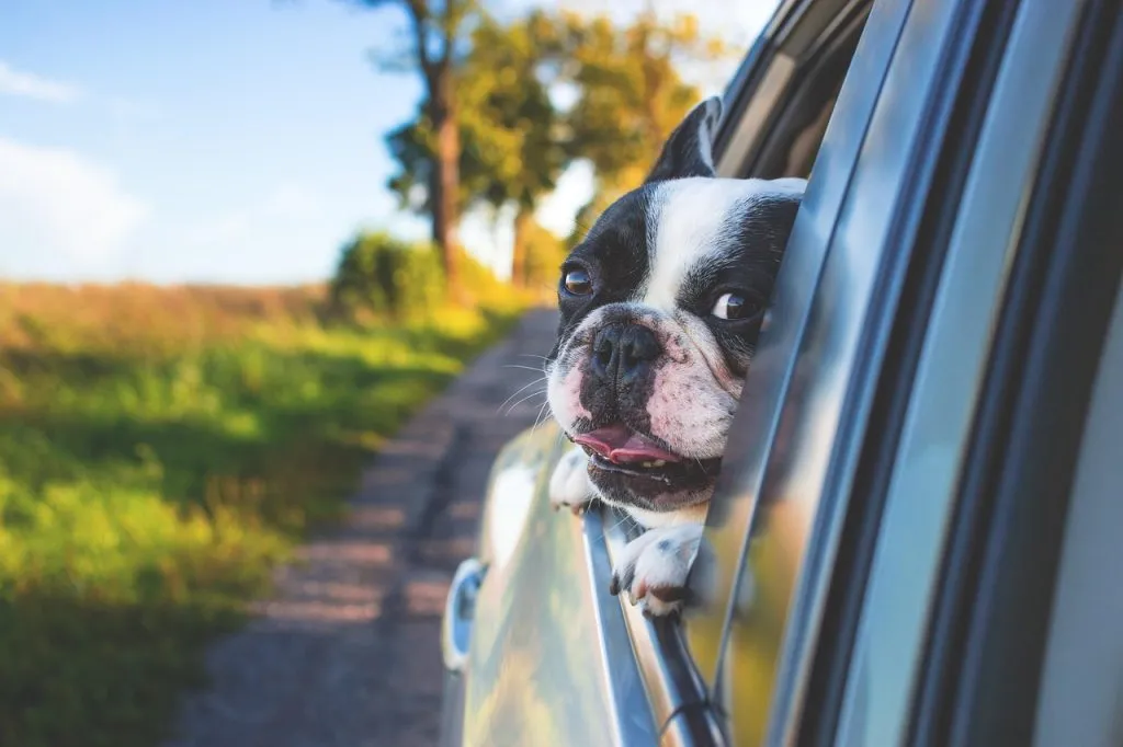 dog, pet, car window, drive, road trip, animal, bulldog, canine, nature, car, window, portrait, mammal, car wallpapers, dog portrait