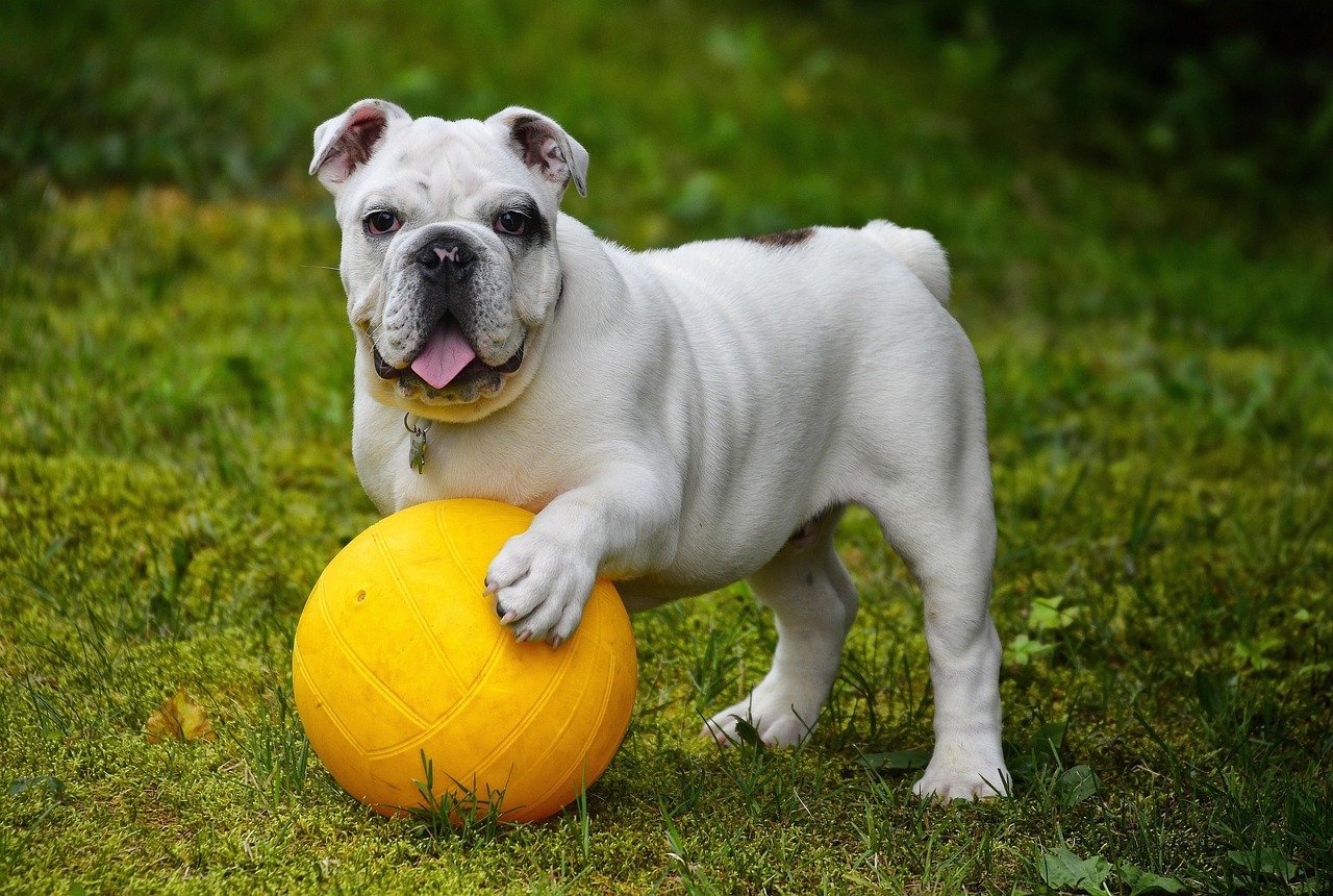 A playful, healthy dog -- how a dog feels weighs heavily in interpreting calcium results