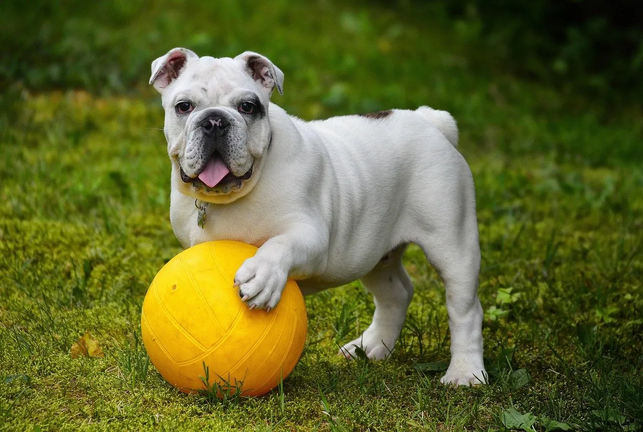 Alert, comfortable dog at home; gabapentin is often used for its calming, nerve-pain-relieving effect